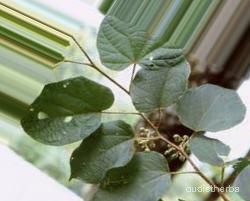 augmented_Alangium begoniaefolium leaf6_0_983.jpeg